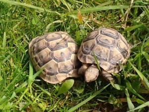 Urlaub Bauernhof Schildkröten (640x480)