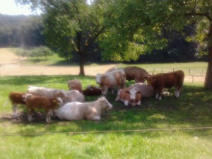 Kühe machen Urlaub auf dem Bauernhof (512x384)