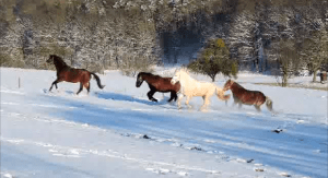 Pferde Schnee Homepage