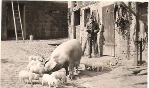 ferienbauernhof Zeltnerhof, Schweinefamilie