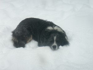 Schnee auf dem Bauernhof, Hund Gismo, Zeltnerhof