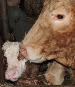 Mutterliebe: Kuh und Kälbchen auf dem Zeltnerhof