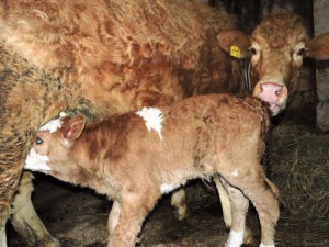 Kälbchen trinkt Milch