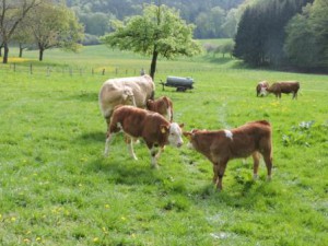 Urlaub mit Kind Zeltnerhof Almauftrieb