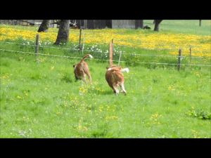 Urlaub mit Kindern, Zeltnerhof, Almauftrieb2