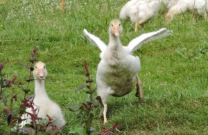 Gänse Flugversuch, Zeltnerhof, Urlaub auf dem Bauernhof