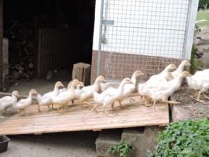 Gänsemarsch, Zeltnerhof, Urlaub mit Kindern