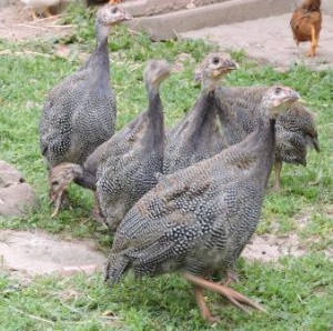 Perlhuhn neugierig, Zeltnerhof, Bauernhofurlaub