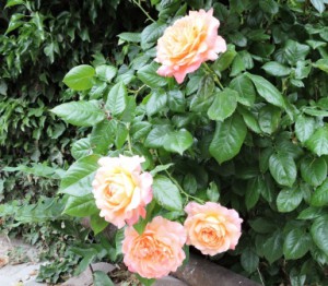 Rose Apricot, Zeltnerhof