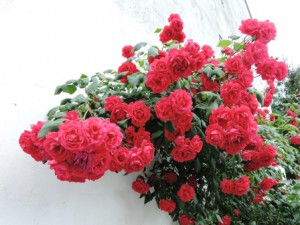 Rosen rot, Zeltnerhof Ferienwohnung
