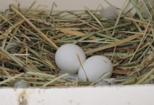 Taube Eier, Urlaub auf dem Bauernhof, Zeltnerhof