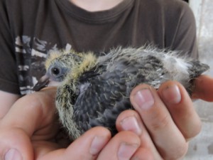 Taube mit Kind, Zeltnerhof, Urlaub auf dem Bauernhof