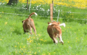 Urlaub mit Kindern, Zeltnerhof, Almauftrieb2