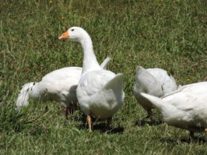 Zeltnerhof Gans Hintern