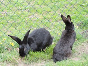 Zeltnerhof Hase Hintern