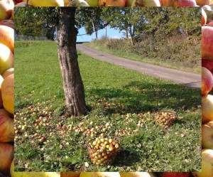Apfel Ernte, Zeltnerhof, Urlaub auf dem Bauernhof