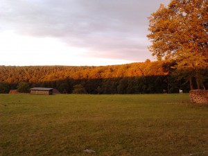 Herbstwald, Zeltnerhof, Bauernhofurlaub