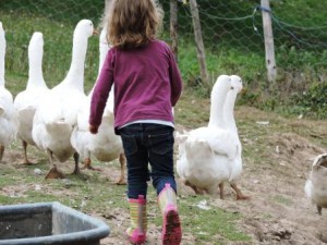 Urlaubsbericht Urlaub auf dem Bauernhof, Tiere in Stall