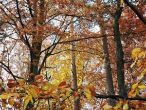 Baumkronen, Herbst, Zeltnerhof