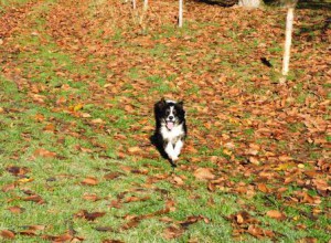 Hund, Herbstlaub, Zeltnerhof