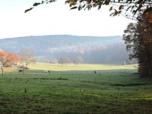 Pferde Wiese, Bauernhof, Zeltnerhof