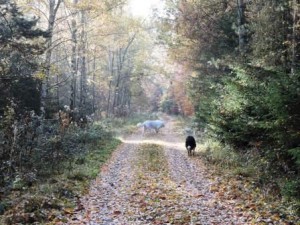 Spaziergang, Herbst, Bauernhof, Zeltnerhof