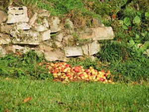 Äpfel, Bauernhofurlaub, Zeltnerhof