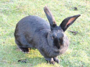 Hase Hanuta Sonne Bauernhof