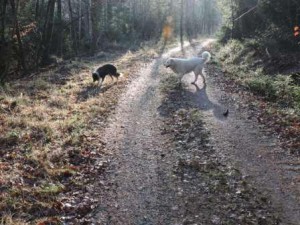 Hunde Sonne Zeltnerhof