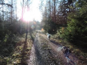 Hunde Spaziergang Bauernhof