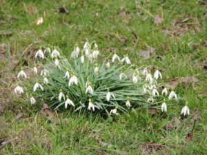 Frühlingsblume, Ferien auf dem Bauernhof, Zeltnerhof