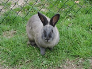 Hase, Ostern, Ferien auf dem Bauernhof, Zeltnerhof
