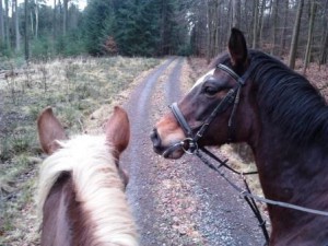 Reiten auf dem Bauernhof, Zeltnerhof, Heimspiel