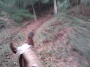 Zeltnerhof, Reiten auf dem Bauernhof, Limes