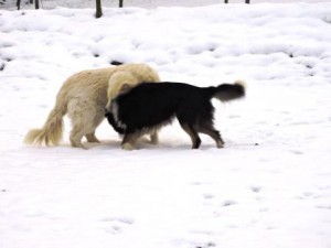 Bauernhof für Kinder, Zeltnerhof, Hunde