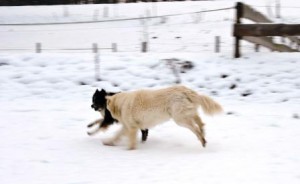 Zeltnerhof, Bauernhof für Kinder, Hunde