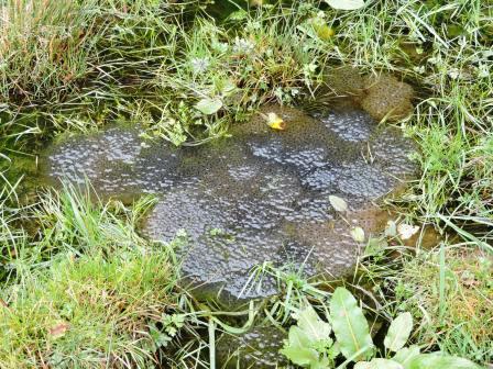 Froschlaich, Ferien auf dem Bauernhof, Odenwald, Zeltnerhof