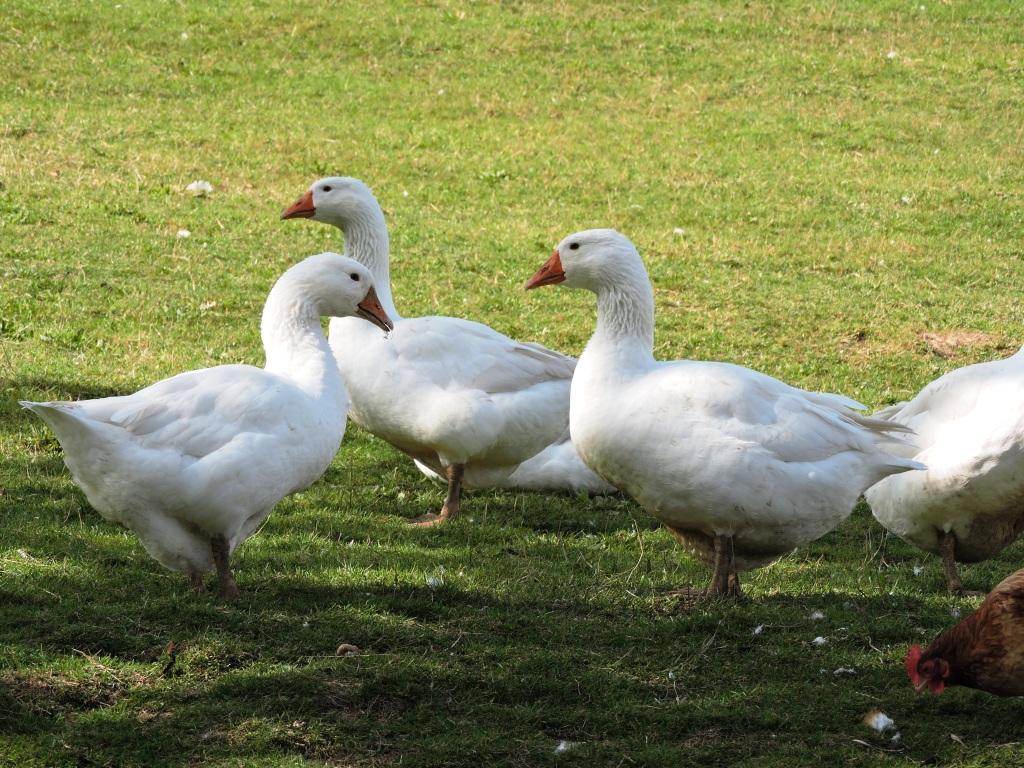 Read more about the article Weidegänse vom Bauernhof zu verkaufen