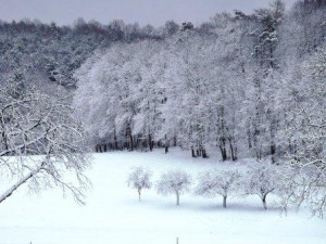 Read more about the article Advent auf dem Bauernhof