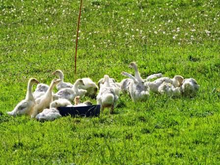 You are currently viewing Neue Tiere auf dem Bauernhof