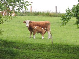 Urlaub auf dem Bauernhof, Kuh mit Kälbchen