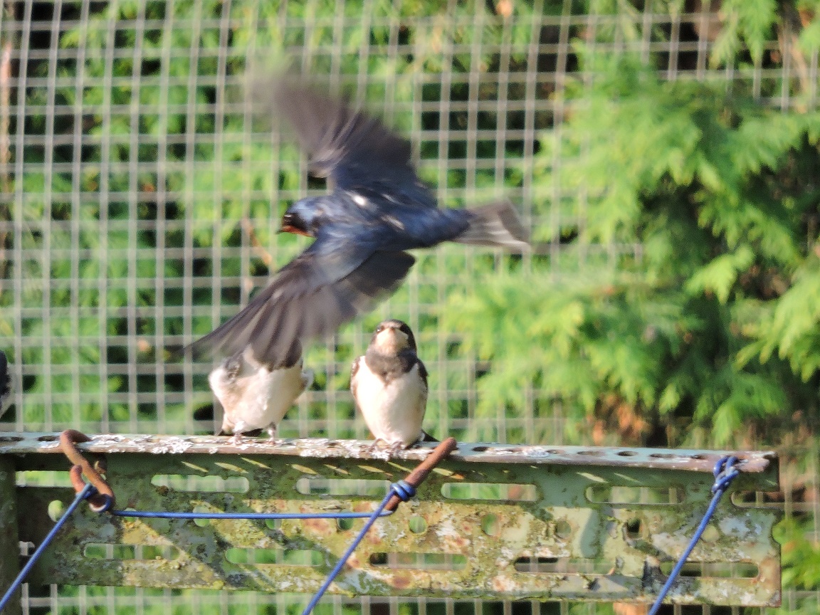 You are currently viewing Schwalben im Anflug!