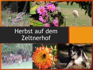 Read more about the article Herbst auf dem Zeltnerhof
