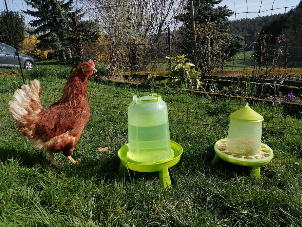 Hühner mieten, Tränke und Futter