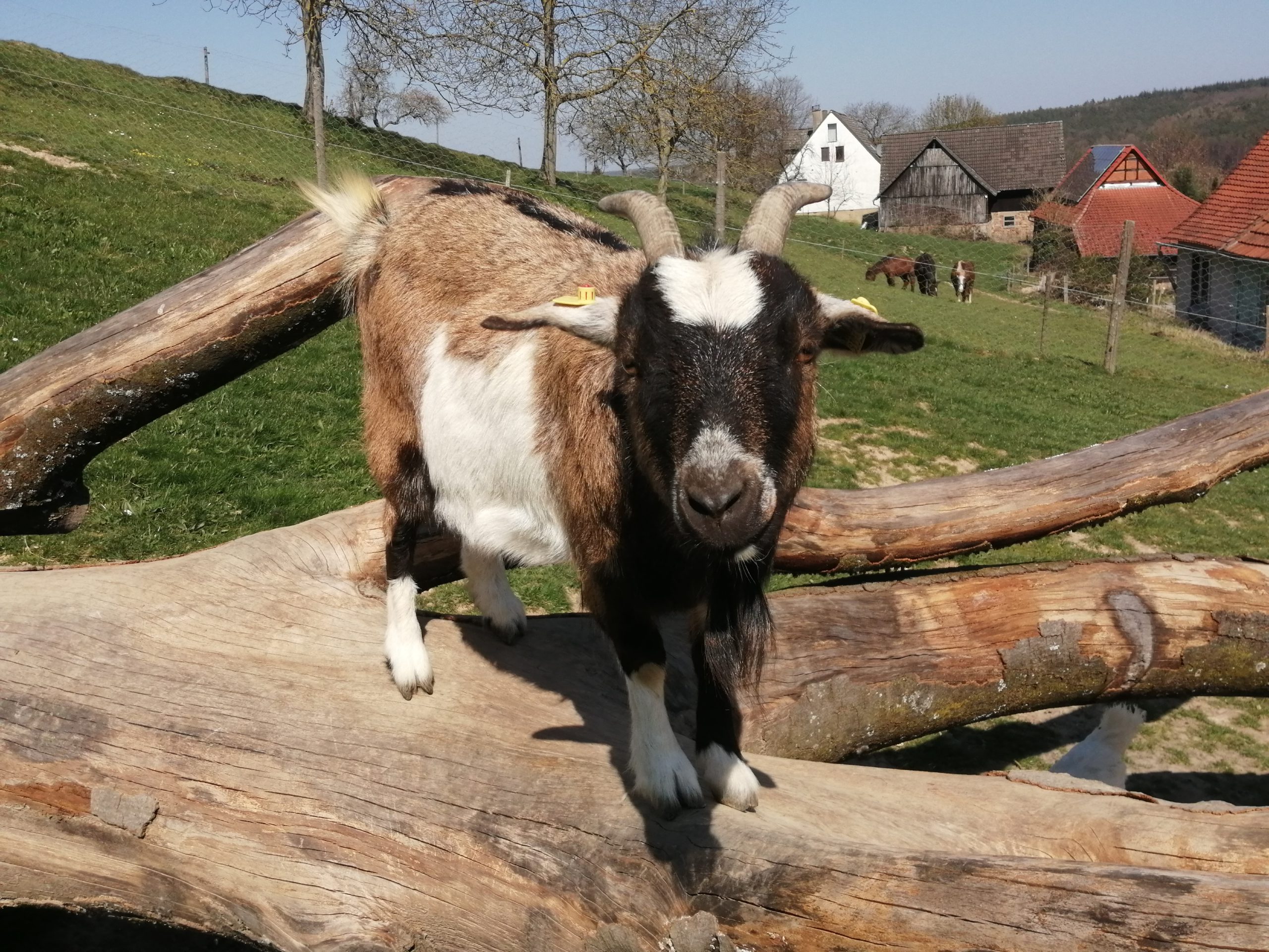 Ausflug auf den Bauernhof