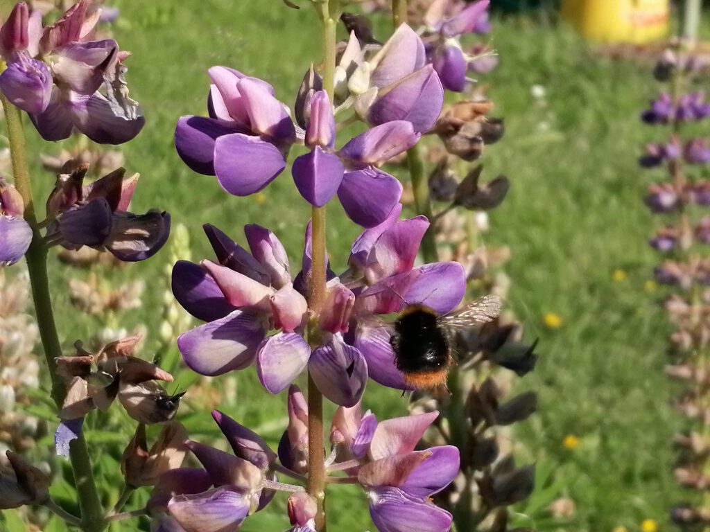 Dieses Bild hat ein leeres Alt-Attribut. Der Dateiname ist Hummel-Anflug-auf-Blume-1-1024x768.jpg