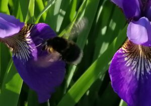 Insekten auf dem Bauernhof 