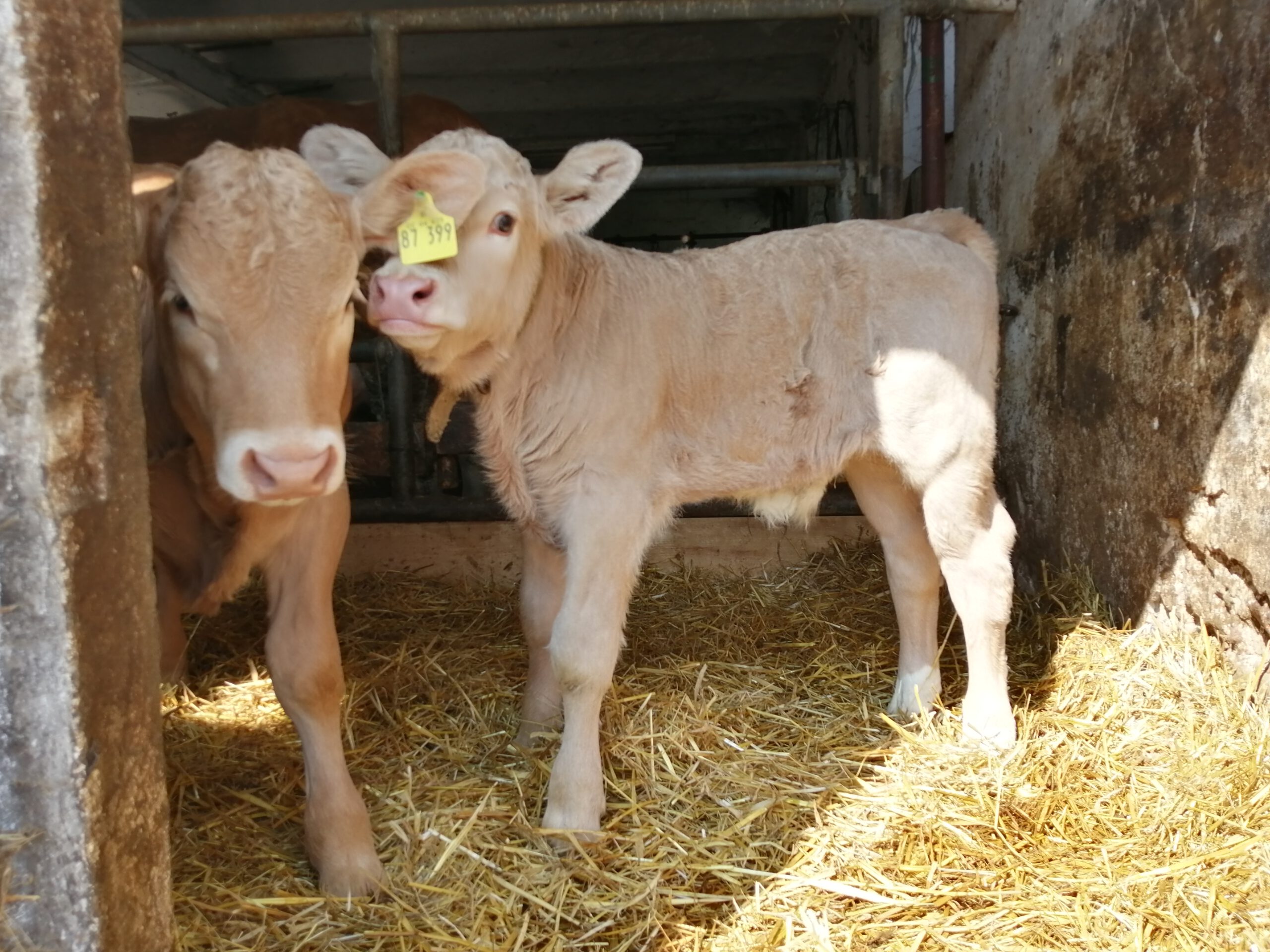 Read more about the article Neue Kälbchen auf dem Zeltnerhof