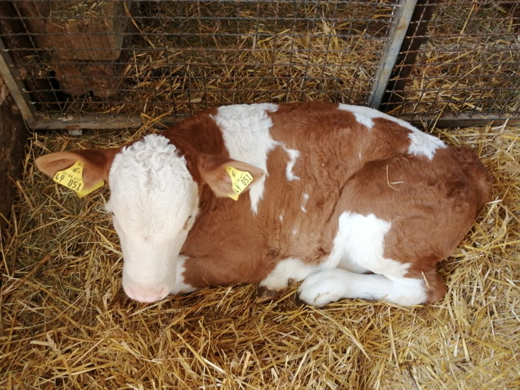 Kälbchen Urlaub auf dem Bauernhof 1