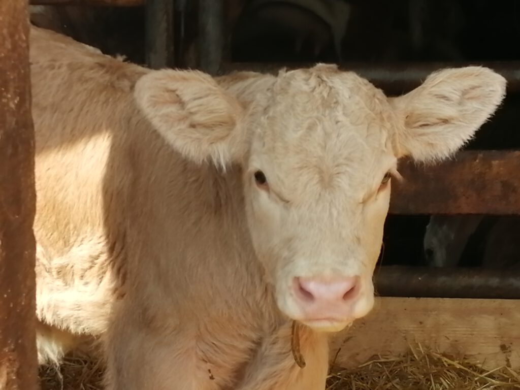 Kälbchen, Urlaub auf dem Bauernhof